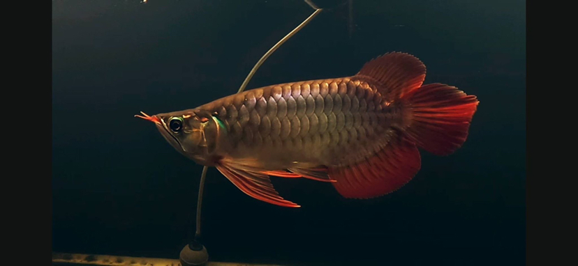 龍宮水族生態(tài)魚(yú)缸專賣