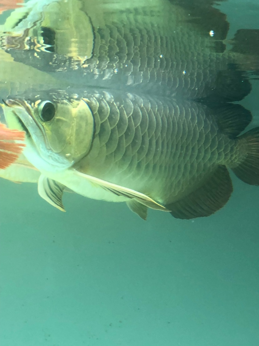 金龍不吃東西了幫我看下是不是病了 帝王血鉆魚 第1張