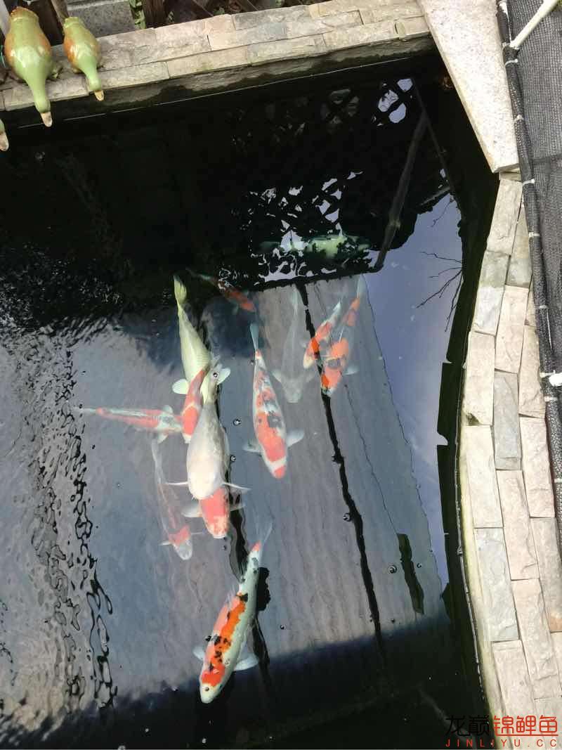 冬天停止喝水 杰西卡恐龍魚 第3張