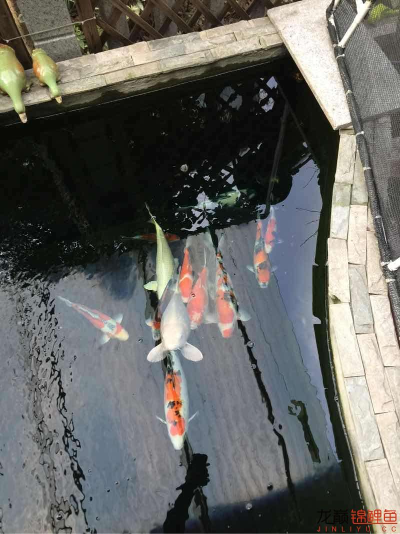 冬天停止喝水 杰西卡恐龍魚 第2張