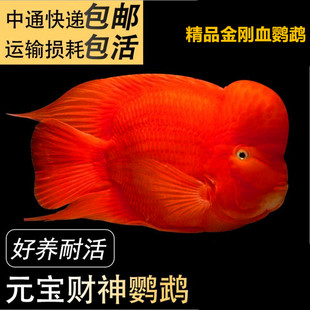 冬天停止喝水 杰西卡恐龍魚 第5張