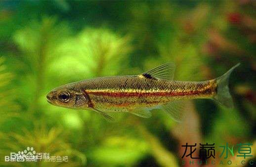 鴨綠江特產(chǎn)斑鰭鱥 龍鳳鯉魚(yú) 第4張