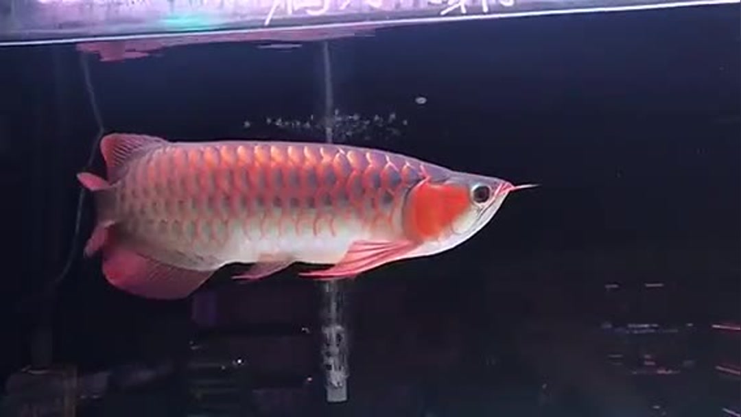 還你們自由 魚(yú)缸等水族設(shè)備 第3張