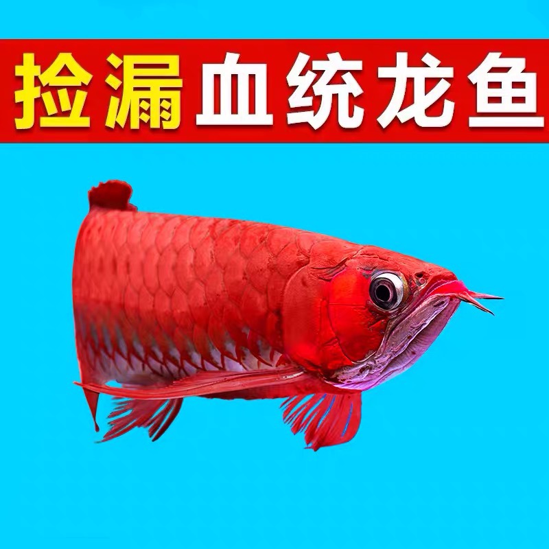 出售皇冠黑白半套小魚 魚缸等水族設(shè)備 第6張