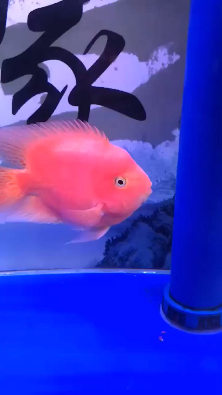 大神鑒定下是財神嗎？ 綠皮皇冠豹魚 第1張