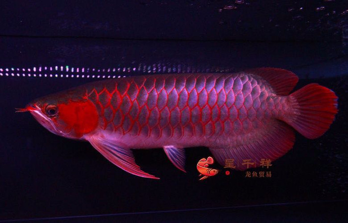 出售皇冠15cm3300和4500一對 銀龍魚百科 第6張