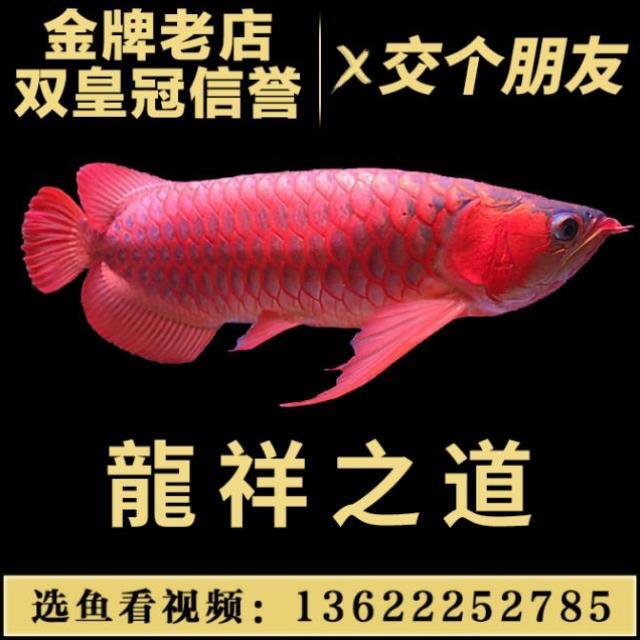 底濾缸過(guò)濾墊板底下這些是什么？ 紅龍魚(yú)百科 第6張