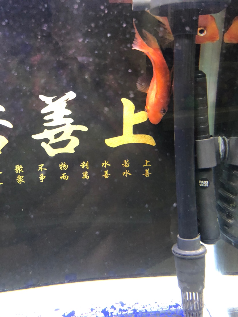 感謝鸚鵡的一路陪伴 鸚鵡魚(yú) 第1張