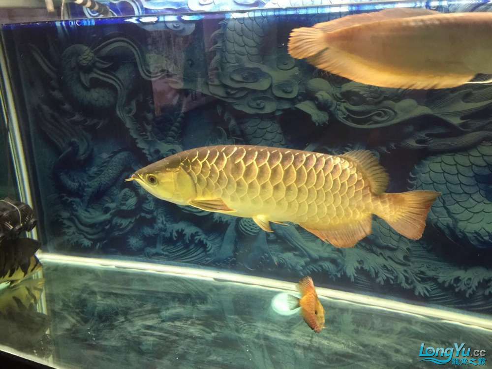 四海水族泰國(guó)貿(mào)易邀你來拼魚+曬曬魚