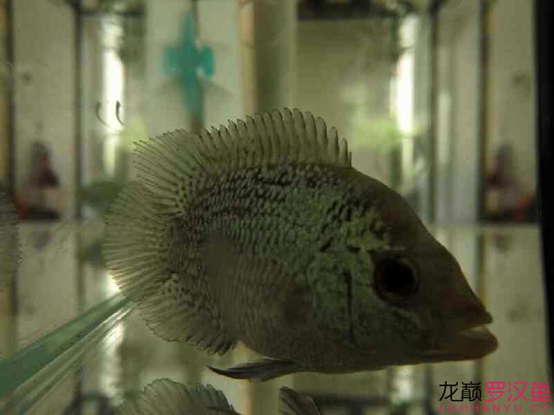 贏明峰水族菩提飼料夢實泰二羅 蘇虎 第2張