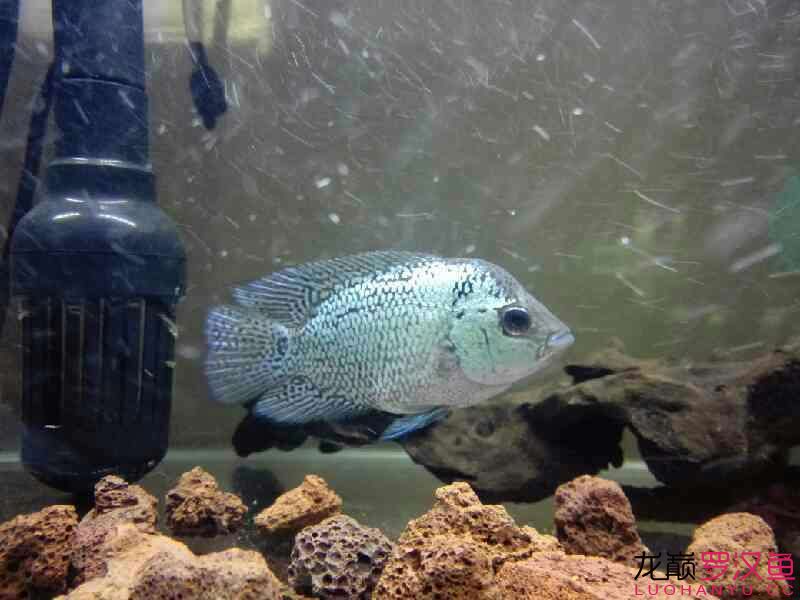 贏明峰水族菩提飼料夢實泰二羅 蘇虎 第9張