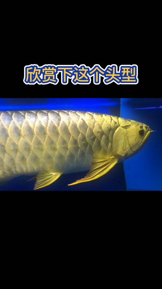 我喜歡這樣的魚(yú)