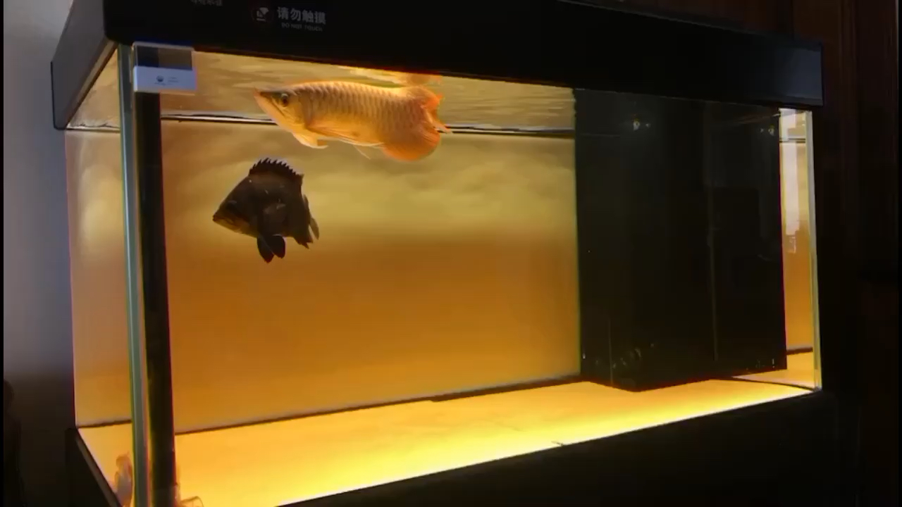 下雨天看魚