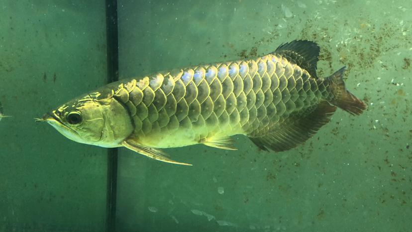 馬上6年了 玫瑰銀版魚 第3張