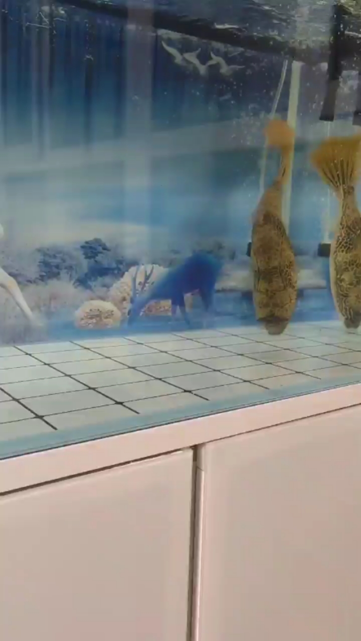 幫忙看看這魚咋了