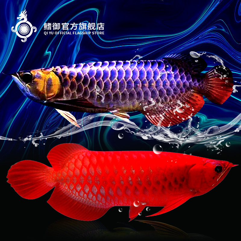 另類美人魚