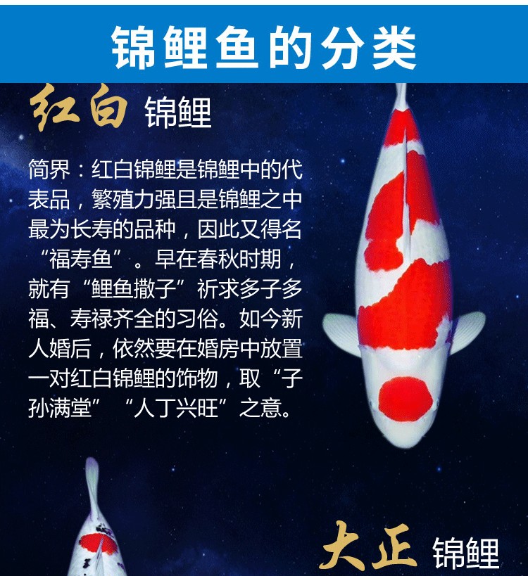 為什么頭會(huì)縮下去呢？ 觀賞魚(yú) 第2張