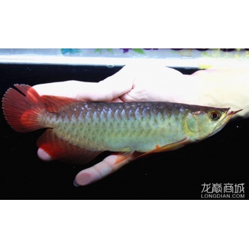 拍個硬骨缸 伊巴卡魚 第2張