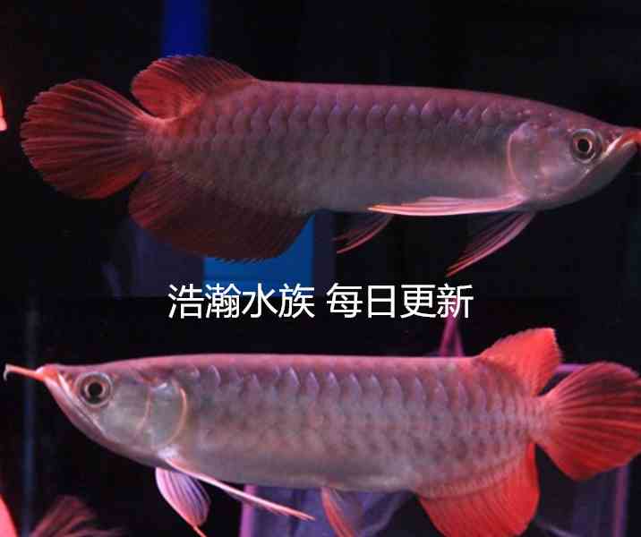 深圳哪個(gè)水族店有元寶鳳凰再弄個(gè)水陸 進(jìn)口元寶鳳凰魚 第2張