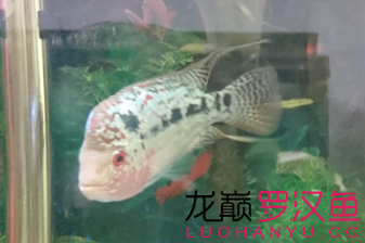 循序漸進(jìn) 馬拉莫寶石魚苗 第1張