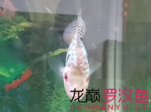 循序漸進(jìn) 馬拉莫寶石魚苗 第3張