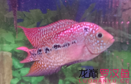 循序漸進(jìn) 馬拉莫寶石魚苗 第7張