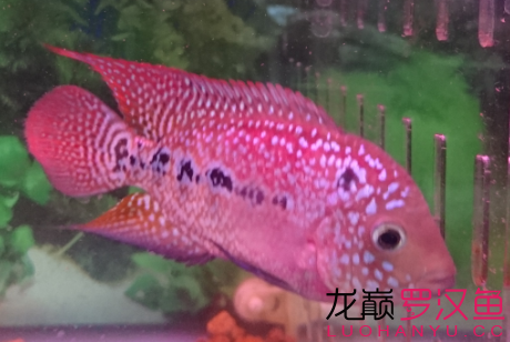 循序漸進(jìn) 馬拉莫寶石魚苗 第8張