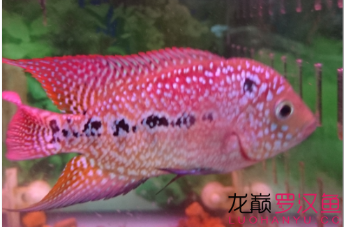 循序漸進(jìn) 馬拉莫寶石魚苗 第10張