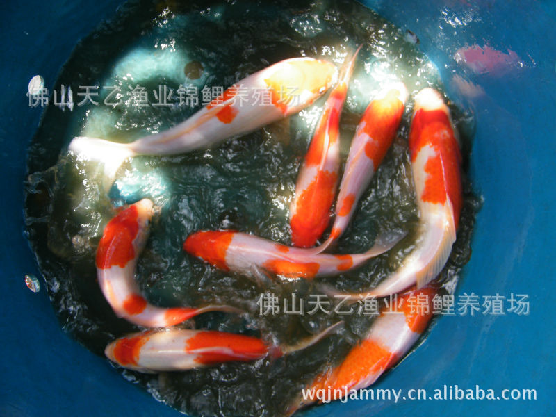 感謝魚友精心培養(yǎng)了兩年的印尼虎 泰國虎魚 第2張