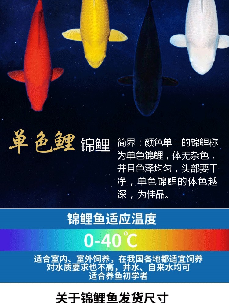 豪門水族館(人民路) 斑馬狗頭魚 第2張