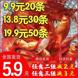 記錄黑金魟魚圈 黑金魟魚