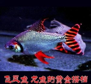 汕尾市城區(qū)魚友之家水族館 白子關刀魚 第1張