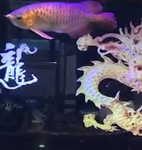 新手新魚缸新魚 充氧泵 第3張