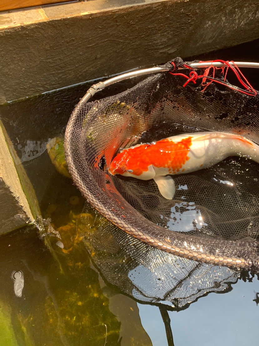 很活躍的魚(yú)估計(jì)是撞到假山邊角啦