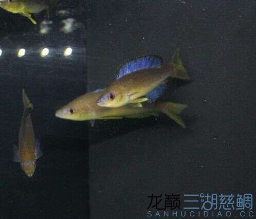 楓之谷卡里拉尼細鱗劍沙大尺寸 水族燈（魚缸燈） 第6張