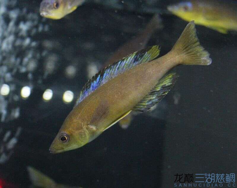 楓之谷卡里拉尼細鱗劍沙大尺寸 水族燈（魚缸燈） 第8張