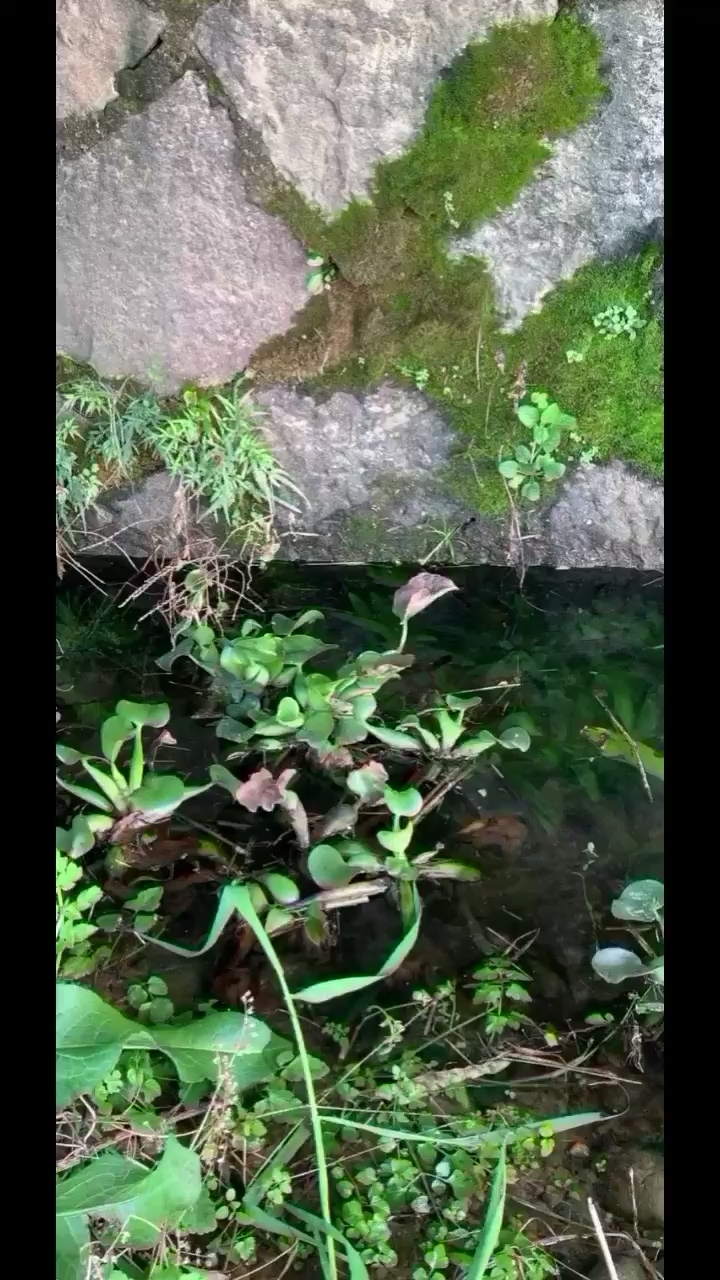 野生大鹿角苔陸上叫叉錢苔 龍鳳鯉魚 第1張