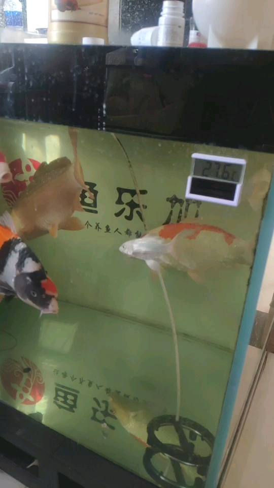 都是魚