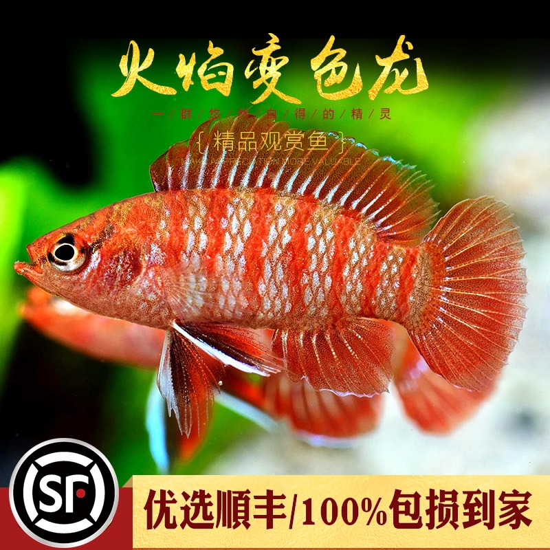 請問是紅龍嗎？ 戰(zhàn)車紅龍魚 第4張