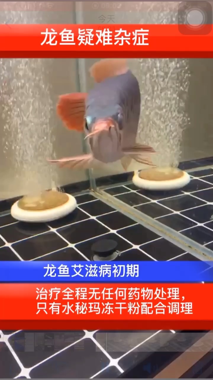 龍魚疑難雜癥 藍底過背金龍魚 第1張