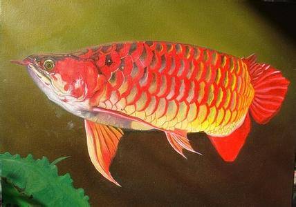 藍帝提燈 斯維尼關(guān)刀魚 第4張