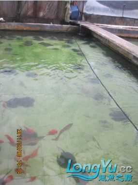 比較有規(guī)模的繁殖魚場不知算不知震撼 斯維尼關(guān)刀魚 第3張