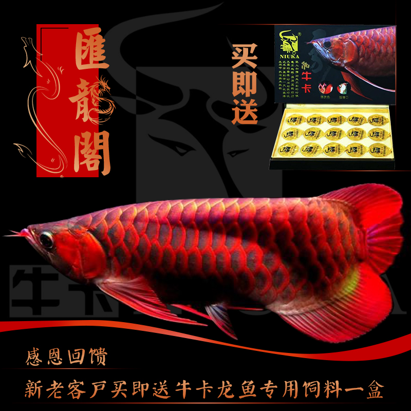 如何治療觀賞魚疾病