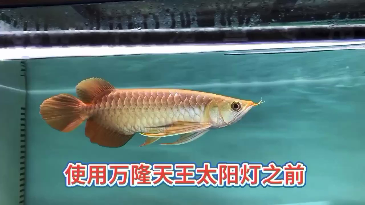 龍魚發(fā)色固色專用燈