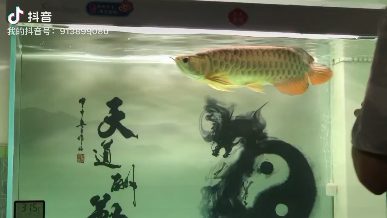 瘋狗今天份蝦 斑馬鴨嘴魚 第1張