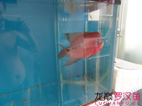 嗮魚