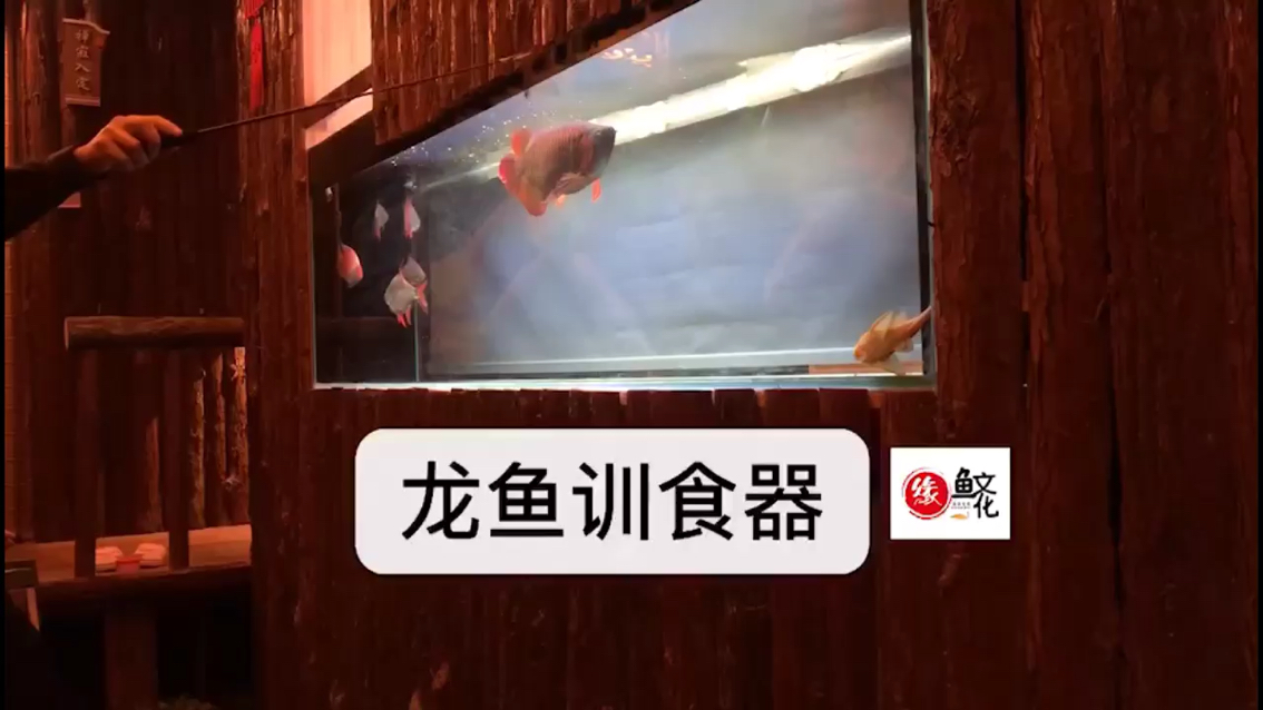 龍魚訓食器