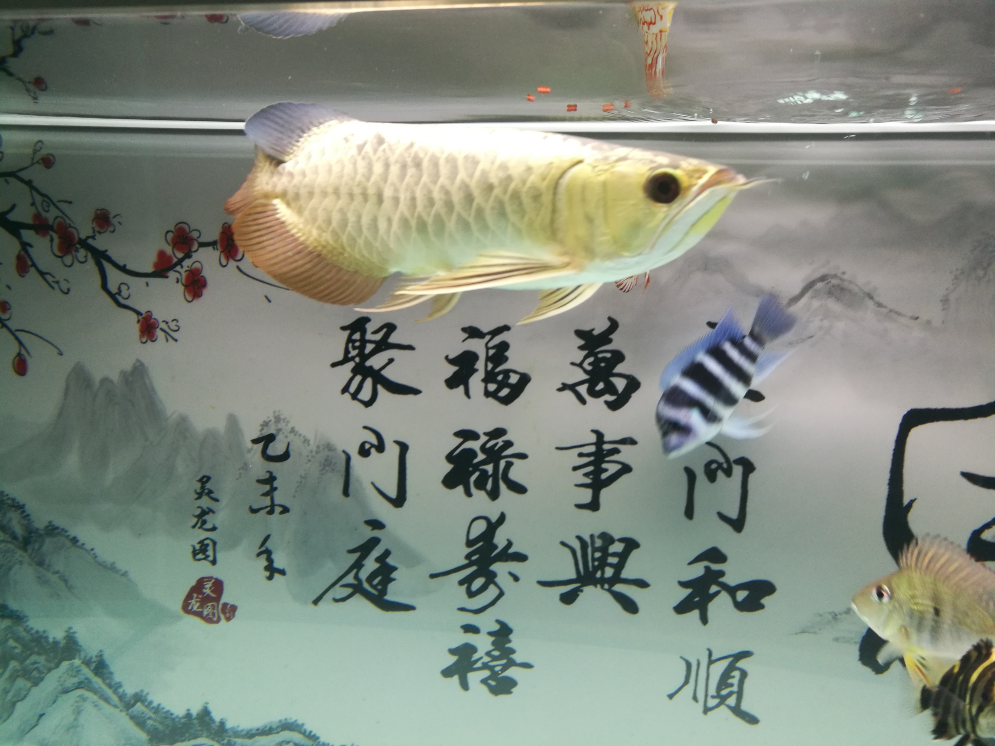 試吃綠立卓必客龍魚全營養(yǎng)飼料 委內(nèi)瑞拉奧里諾三間魚苗 第3張