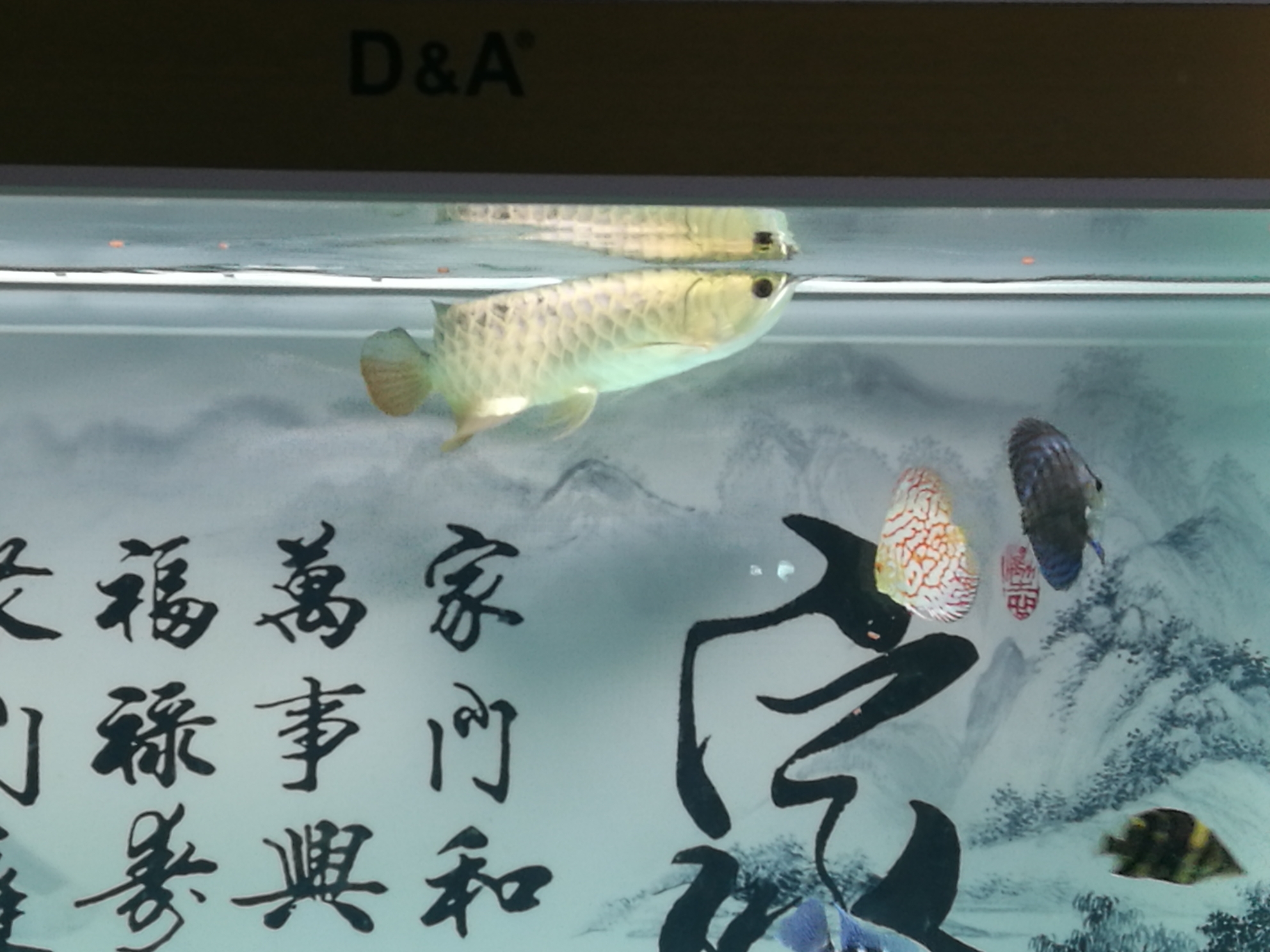 試吃綠立卓必客龍魚全營養(yǎng)飼料 委內(nèi)瑞拉奧里諾三間魚苗 第5張