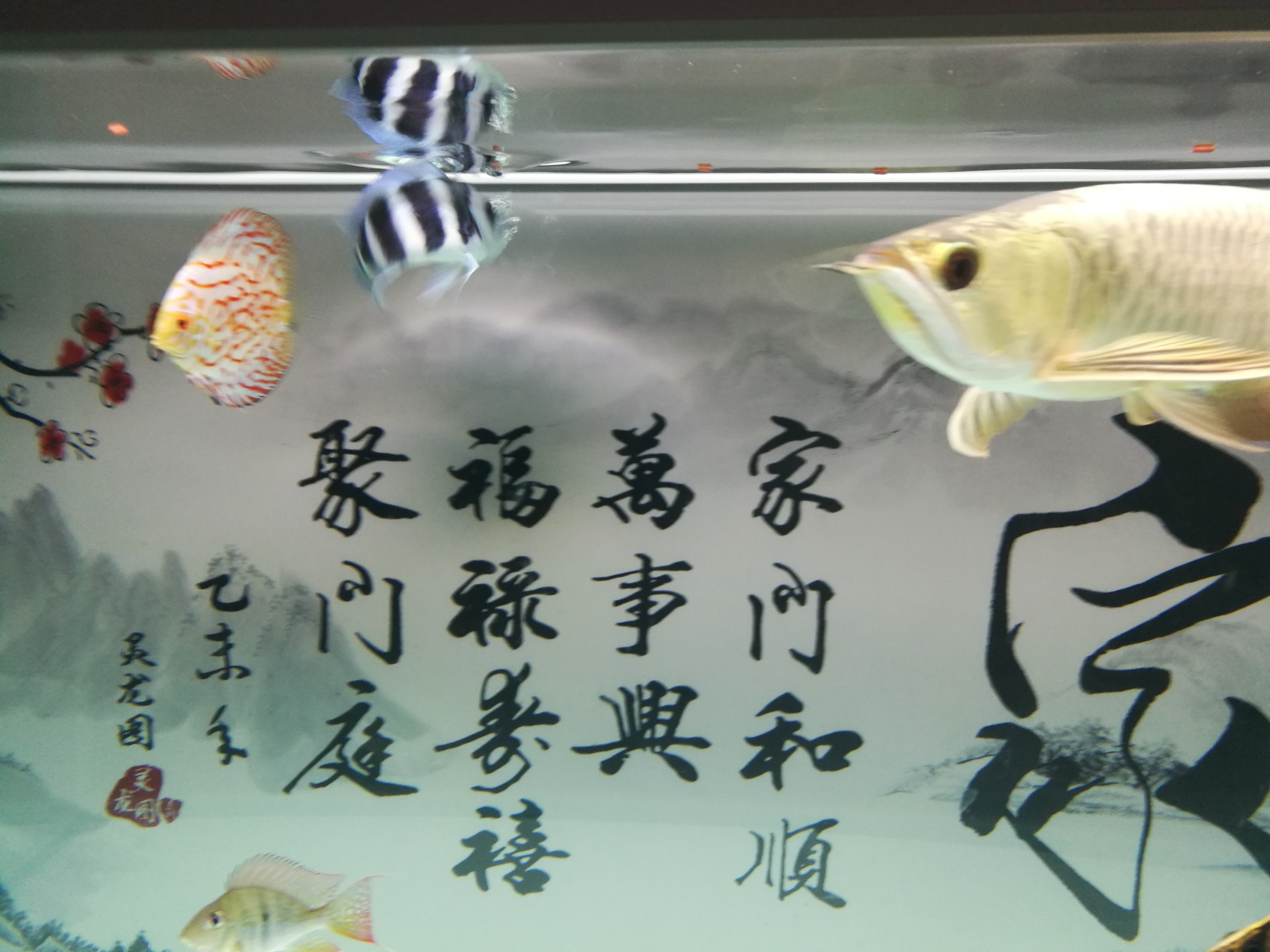 試吃綠立卓必客龍魚全營養(yǎng)飼料 委內(nèi)瑞拉奧里諾三間魚苗 第4張